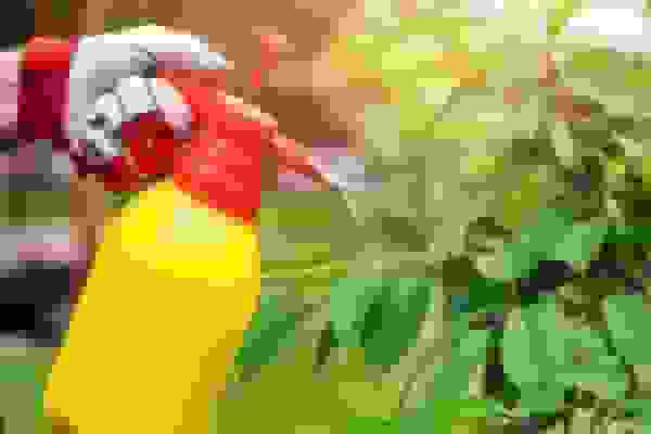 آفت‌کش‌ها میکروب‌های مفید روده را به خطر می‌اندازند