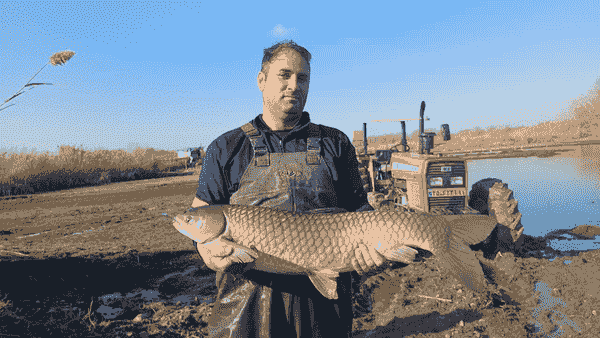 آغاز برداشت ماهیان گرمابی در اردبیل