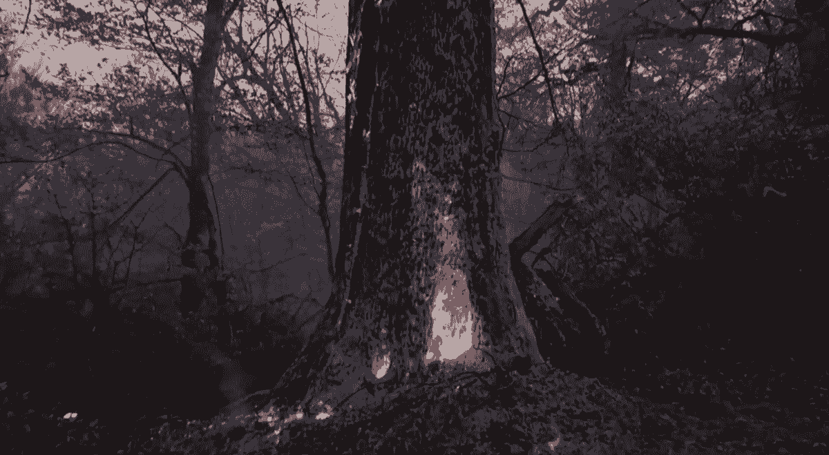 آخرین وضعیت مهار آتش در جنگل‌های هیرکانی استان گلستان