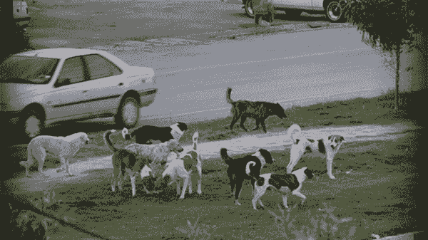 تصادف مرگبار در بزرگراه لشگری تهران بر اثر مواجهه با سگ