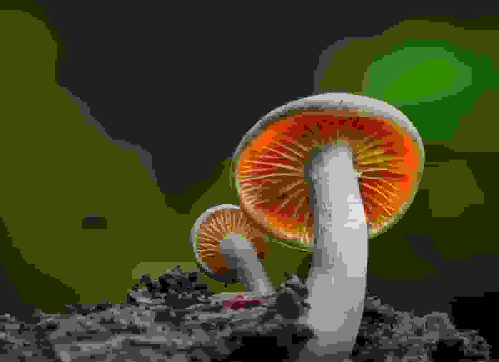 آزمایش تراشه‌های حافظه قارچی برای کامپیوترهای آینده توسط دانشمندان