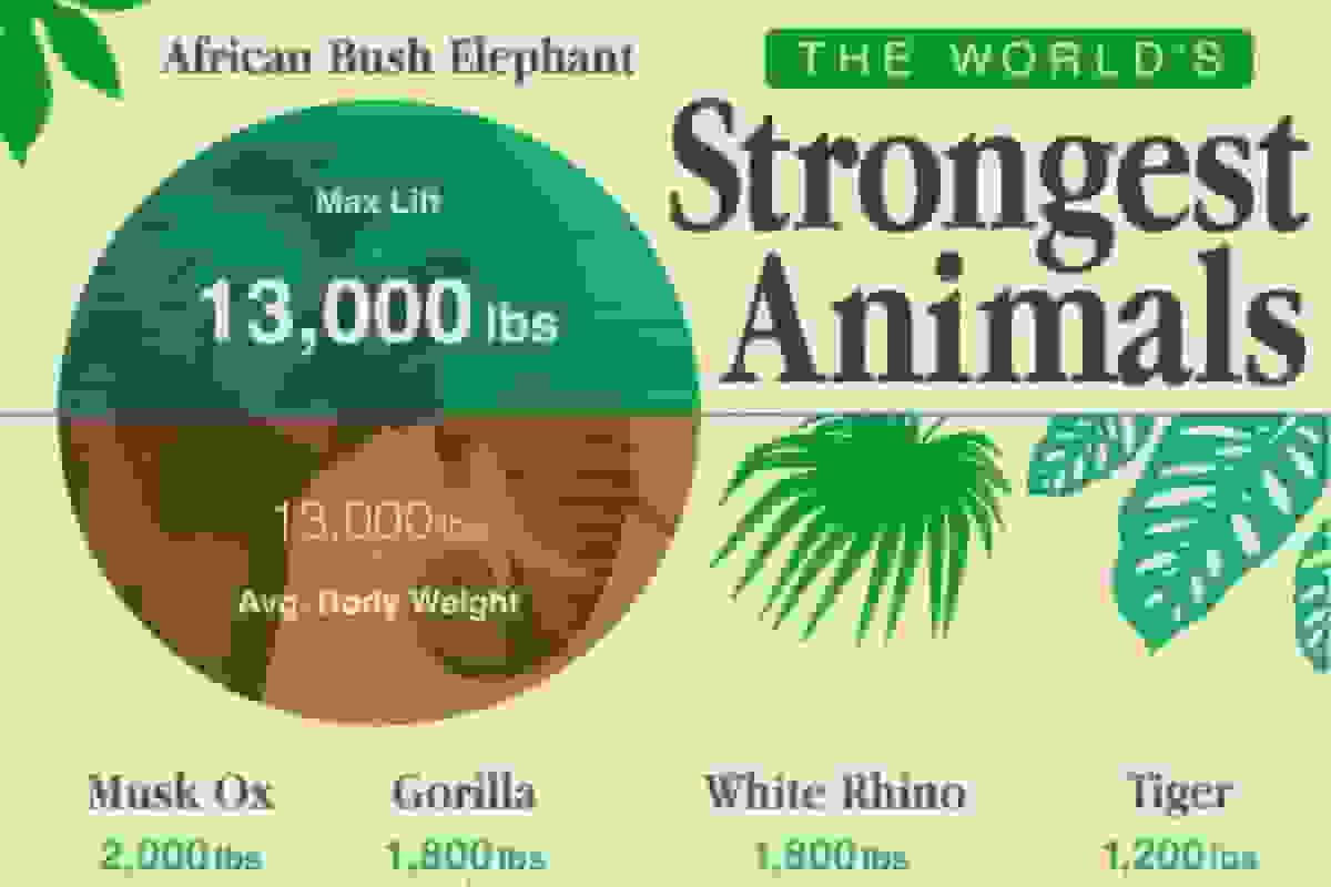 قویترین جانوران در حیات وحش + مقایسه با قدرت انسان