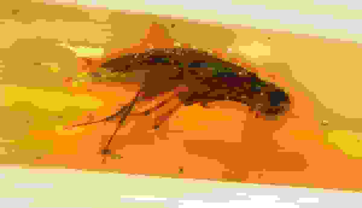 کشف حشرات باستانی در کهربای 112 میلیون ساله در اکوادور