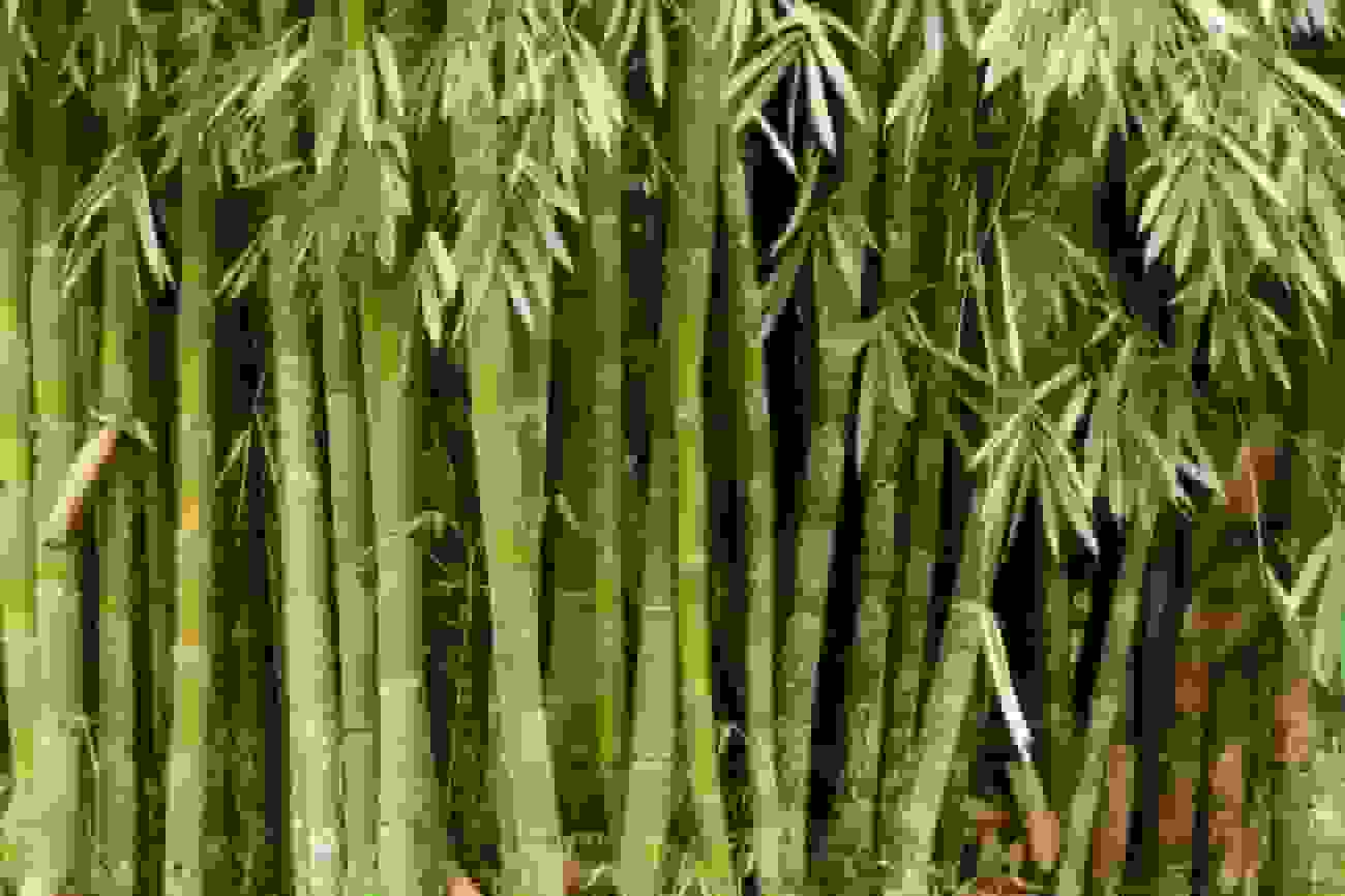 پلاستیک زیستی مبتنی بر بامبو: نوآوری چینی برای بازیافت آسان