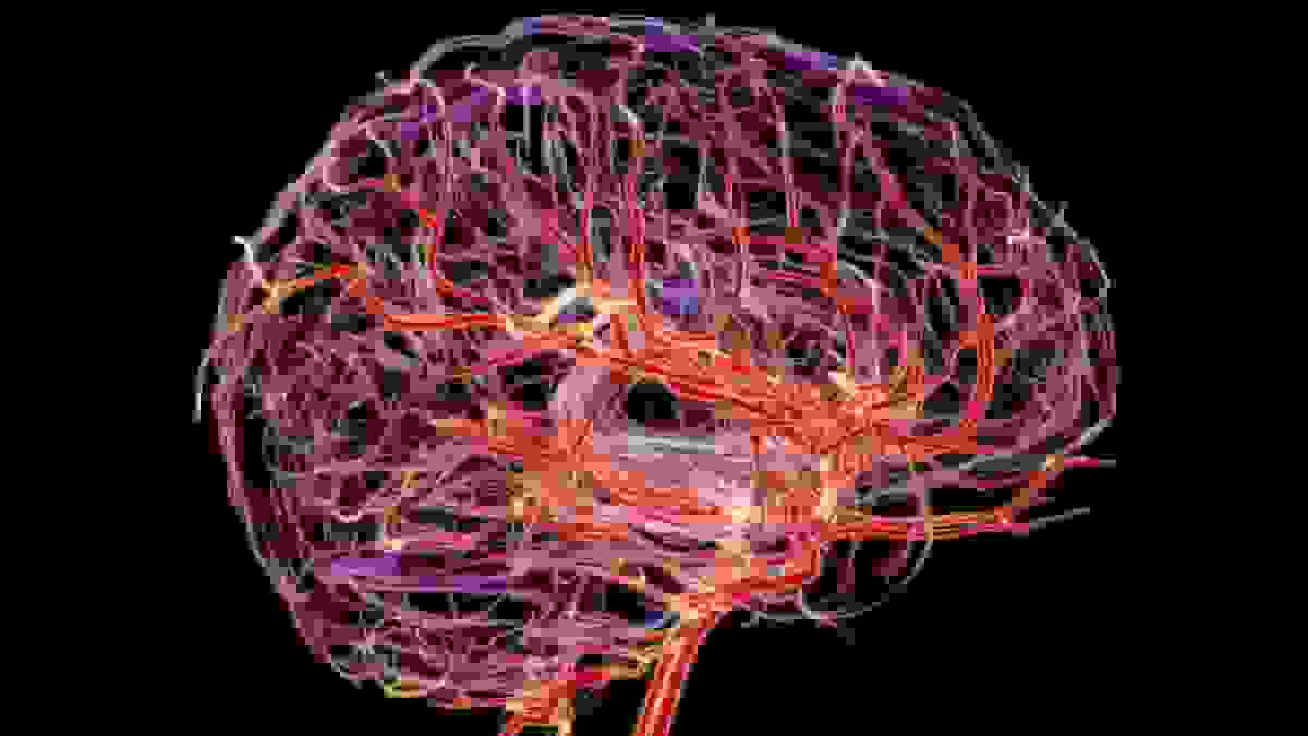 کشف تپش پنهان در مغز که میتواند هشداری برای زوال عقل باشد