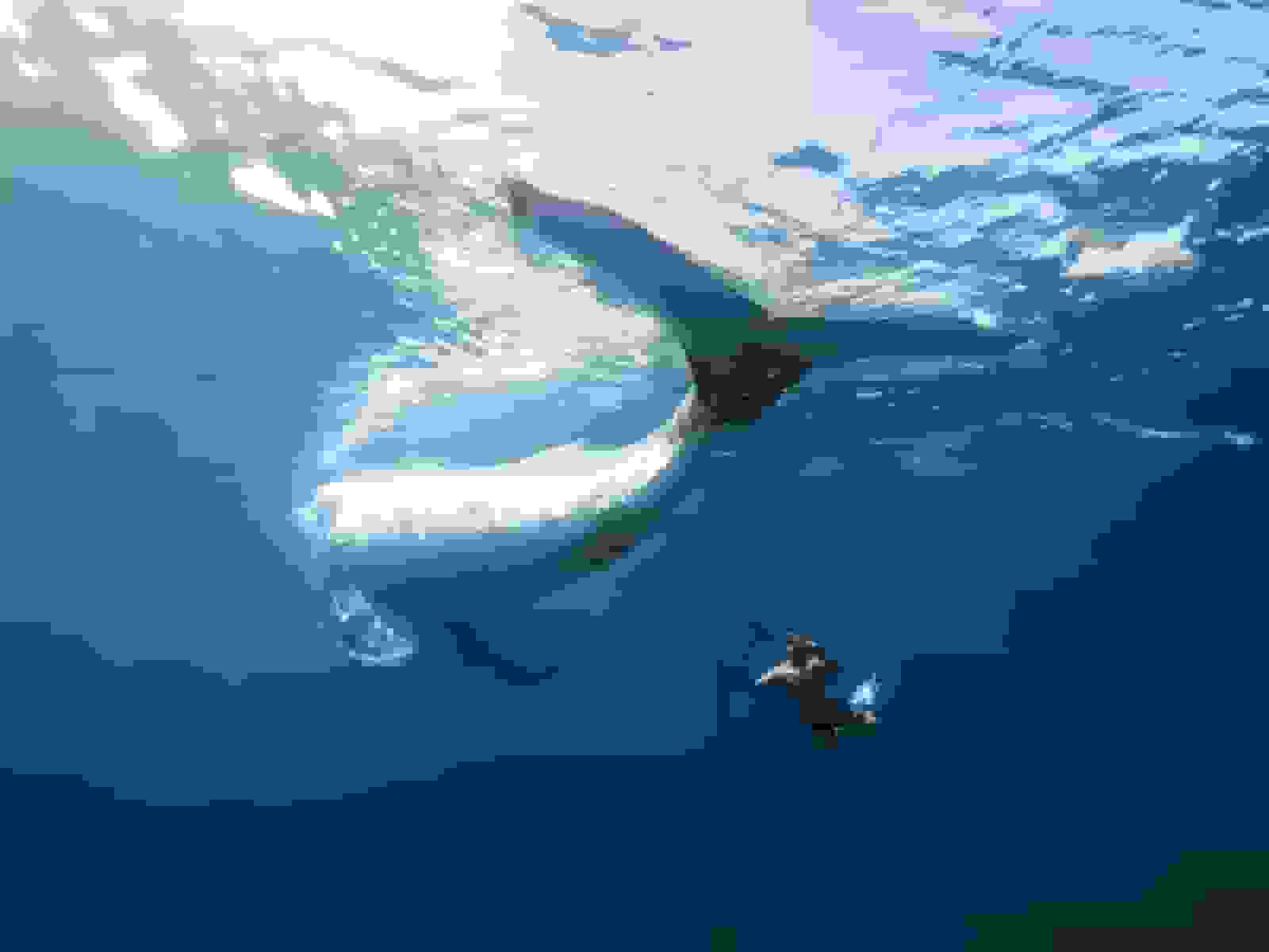 برندگان مسابقه عکاسی اقیانوسیه ۲۰۲۵ با تمرکز بر رهایی نهنگ گوژپشت
