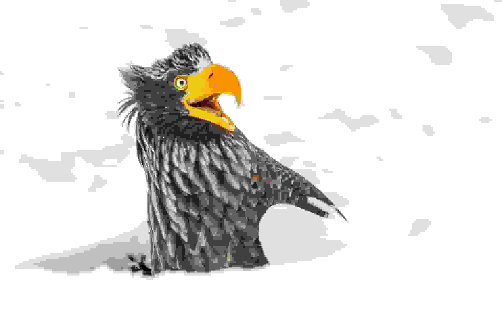 فینالیست‌های مسابقه عکاسی کمدی حیات‌وحش نیکون ۲۰۲۵ مشخص شدند