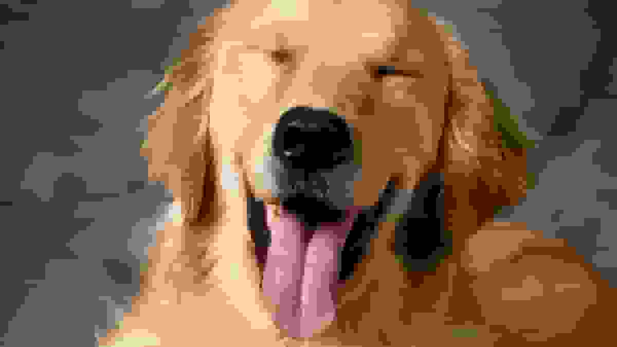 شباهت ژنتیکی غیرمنتظره بین انسان‌ها و سگ‌های گلدن رتریور