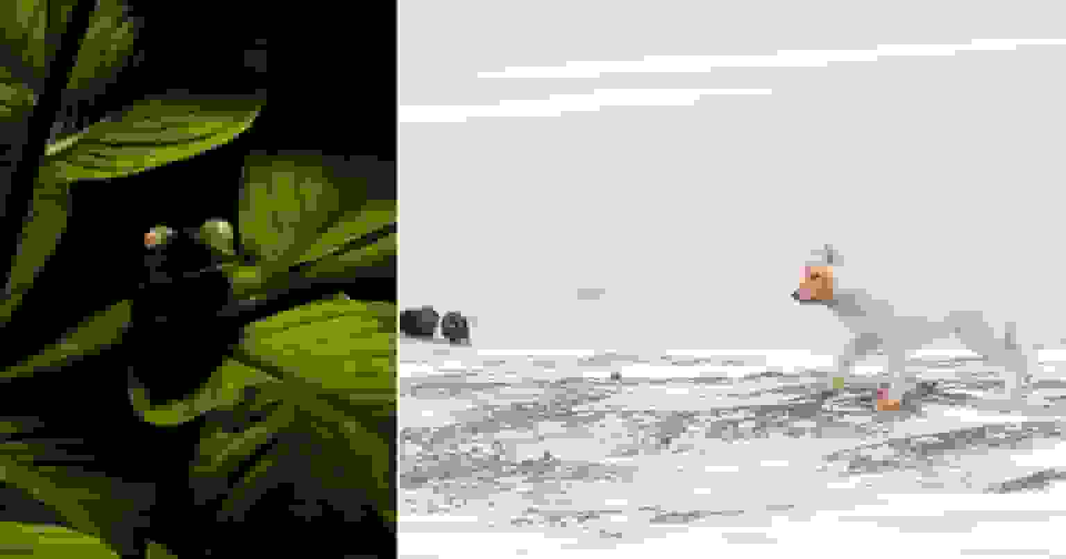 برندگان جایزه عکاسی Nature inFocus سال ۲۰۲۵ مشخص شدند