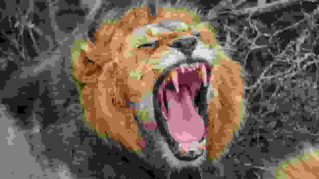 کشف نوع جدید غرش شیرها با کمک هوش مصنوعی توسط محققان