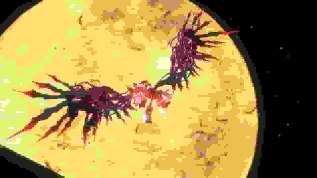 ثبت نشان تجاری جدید سگا برای شخصیت Shadow the Hedgehog