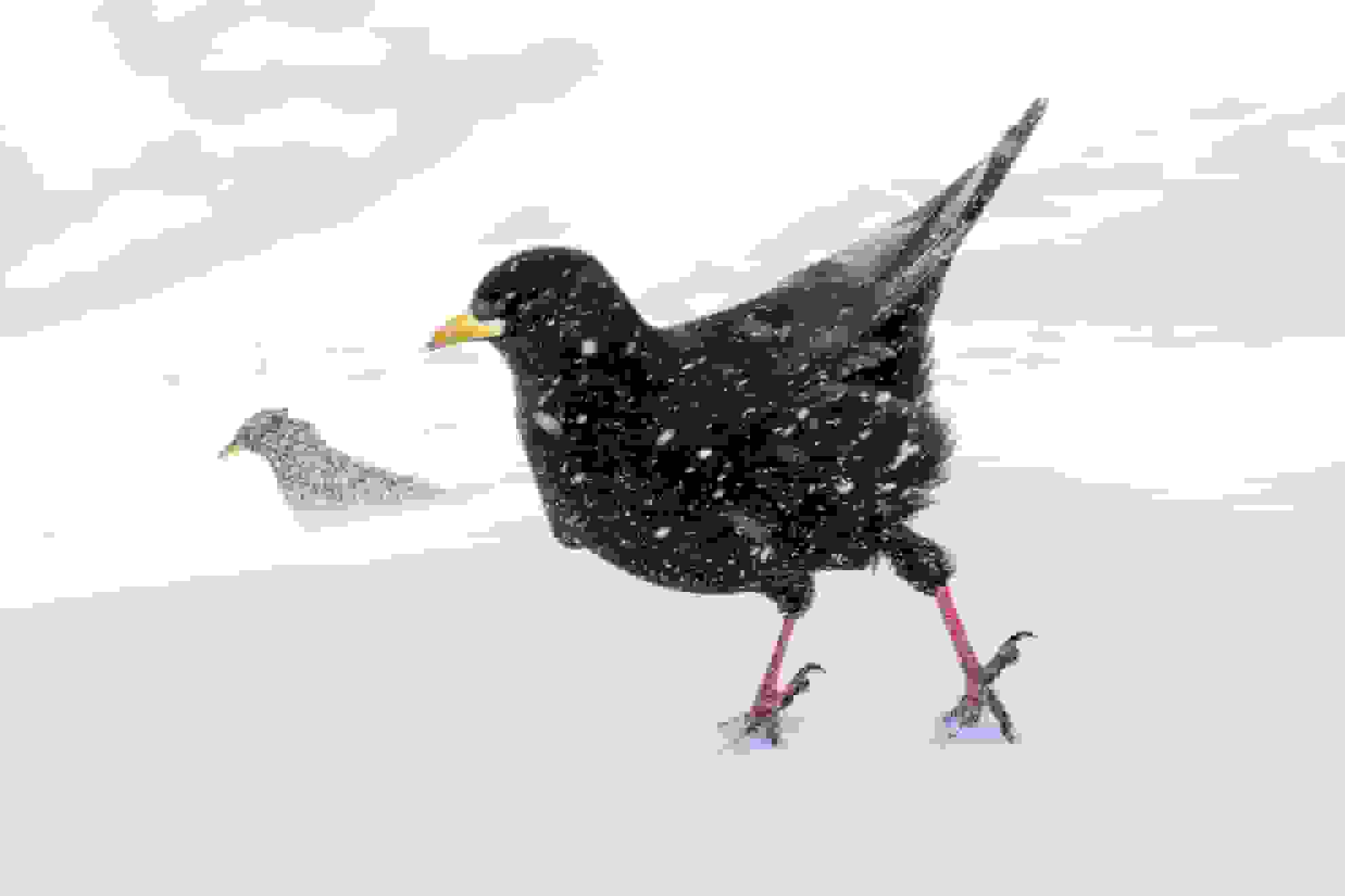 عکاس پرنده سال ۲۰۲۵: درس برنامهریزی و صبر