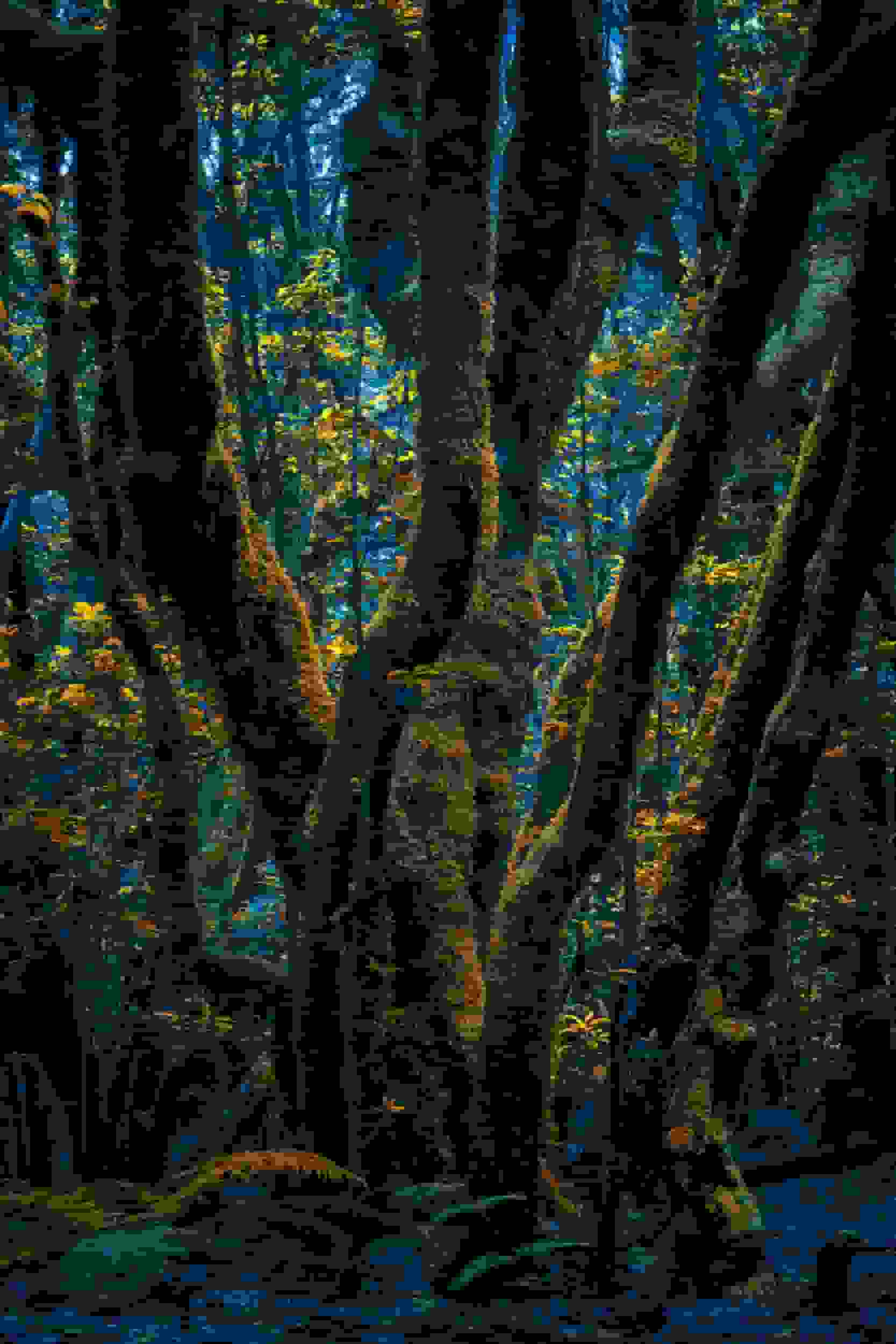 عکس‌های ماورایی جنگل‌ها اثر میشل بلانک: کاوش در عرفان و دگرگونی