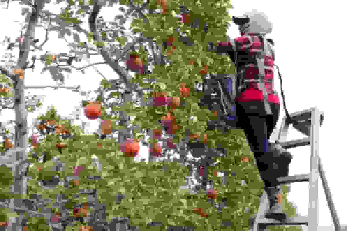 افزایش بیشتر قیمت مواد غذایی پس از اقدامات مهاجرتی