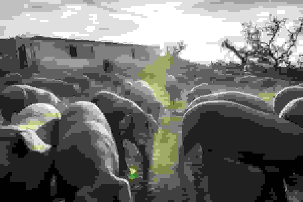 تهدید صادرات گوشت خوک اسپانیا با اولین مورد تب خوکی آفریقایی در ۳۱ سال