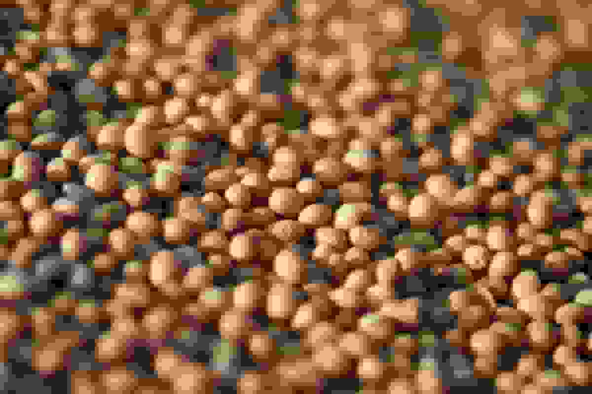 چین خرید سویای آمریکا را پس از وقفهای کوتاه افزایش داد