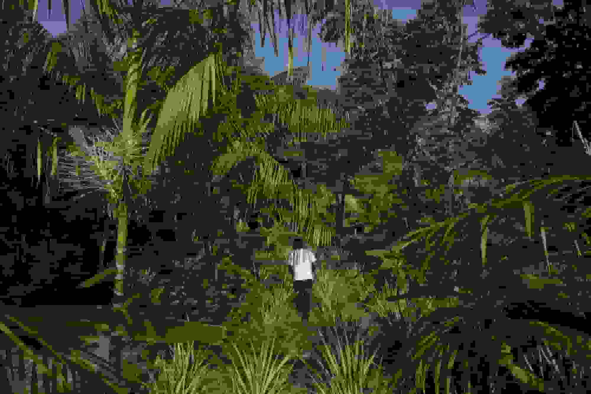 برزیل در حال سرمایهگذاری کلان در آمازون برای نجات جنگلهای بارانی