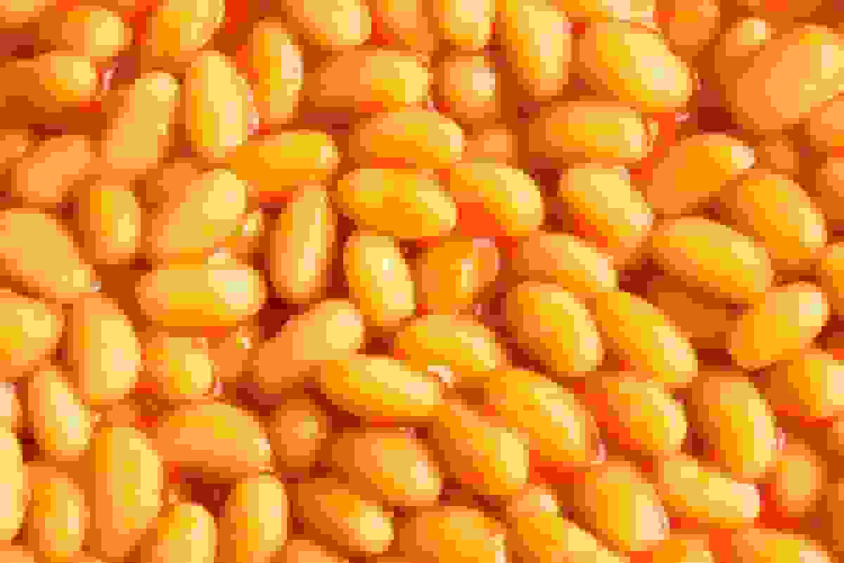 آیا خوردن لوبیا بیشتر میتواند به نجات سیاره کمک کند؟