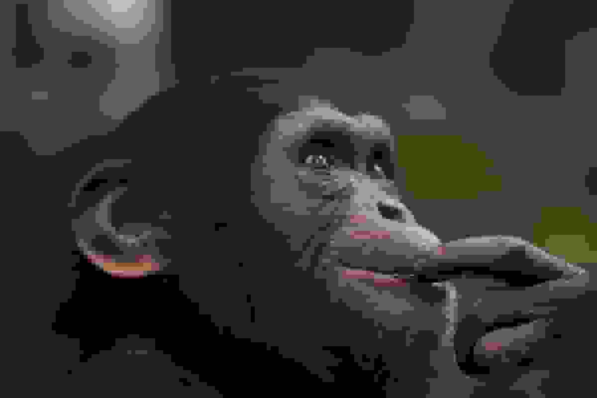 هوش مصنوعی فکر میکند باهوش است، اما شامپانزهها ممکن است مخالف باشند