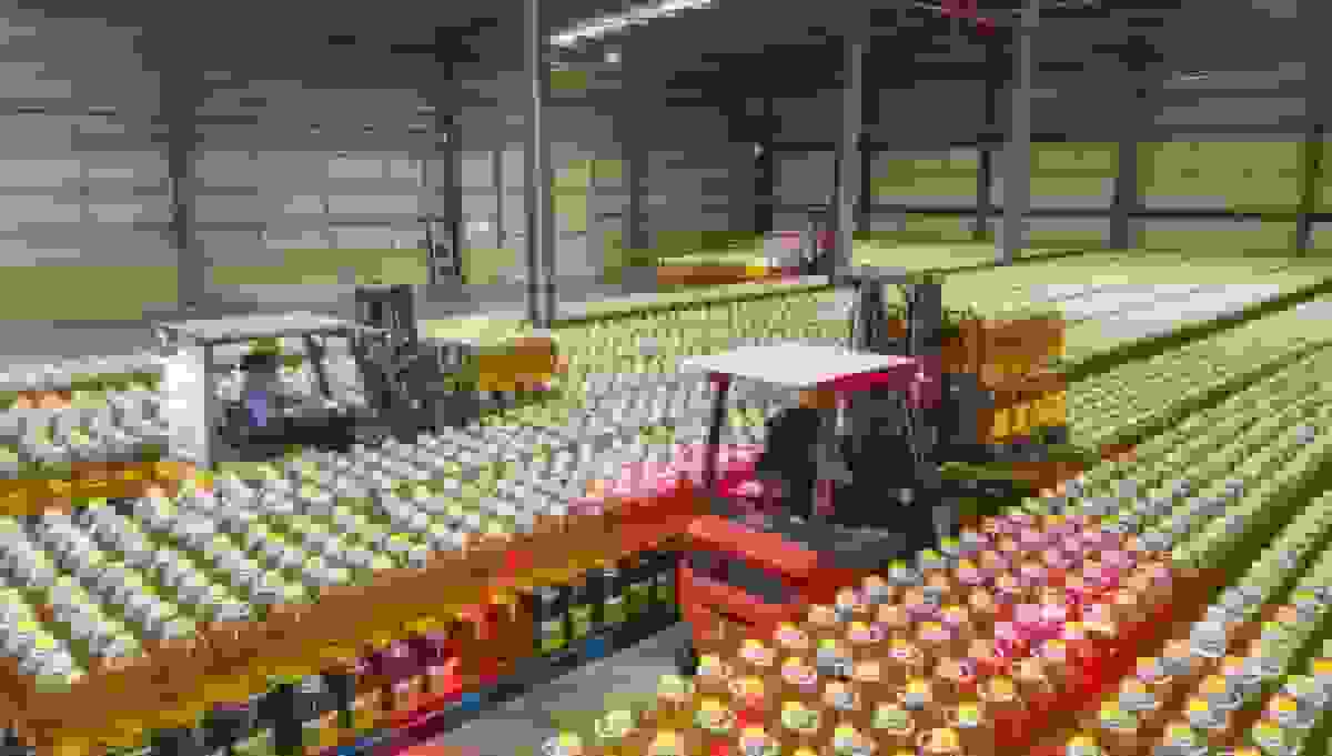 اختلاف ترامپ با چین بر سر روغن پختوپز در حالی که صادرات در حال کاهش است