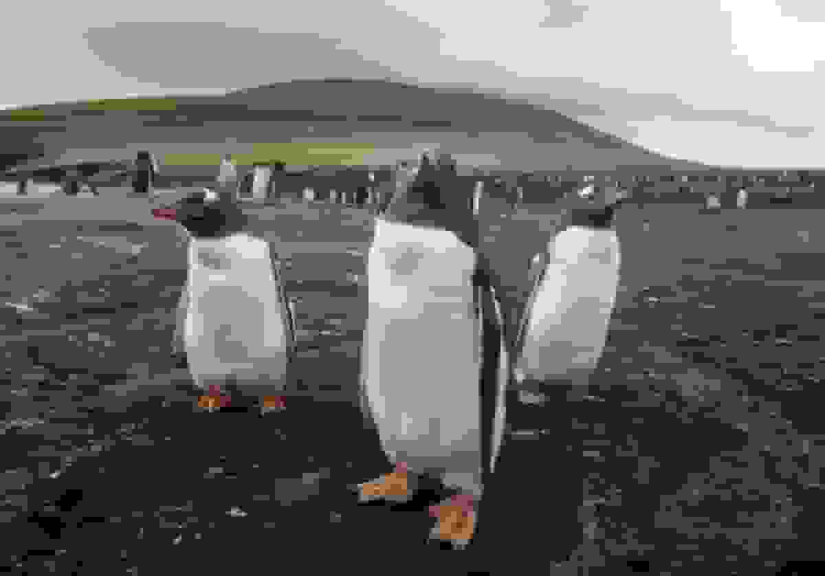 شیرها، ببرها و خرسها میتوانند نسخه پزشکان شوند