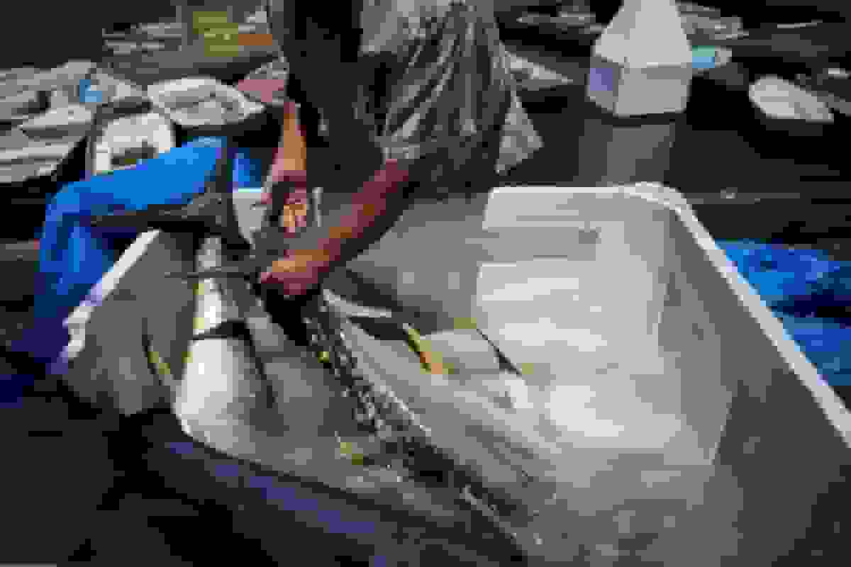 تحقیق جدید نشان میدهد استخراج معادن در کف اقیانوس چگونه شبکه غذایی را مختل میکند