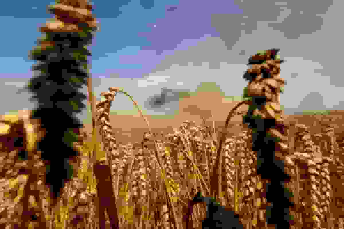 گندم در آستانه پایینترین سطح پنج ساله با چشمانداز بهبود عرضه و تنش تجاری