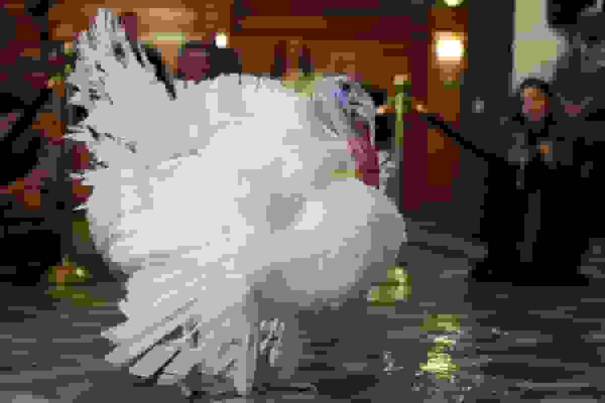 آیا آمریکاییها علاقه خود به بوقلمون را از دست دادهاند؟