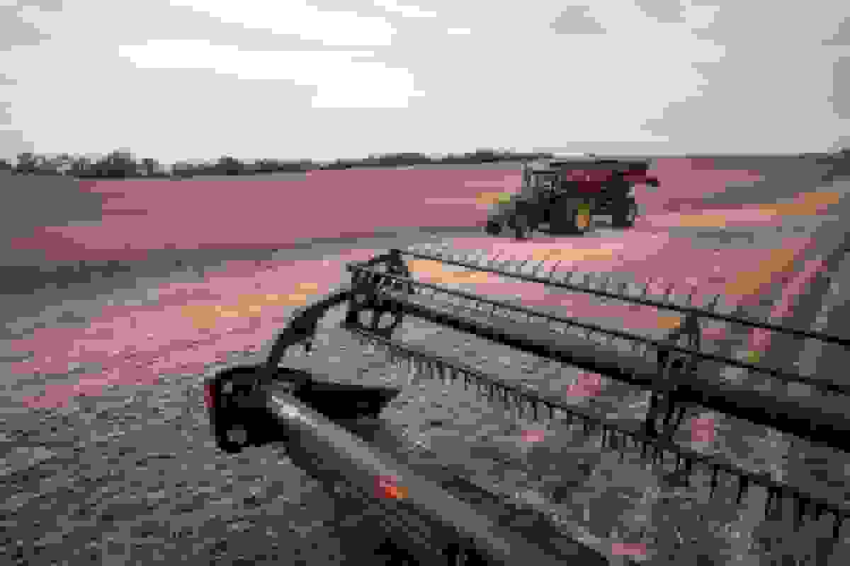 چین خریدهای «قابل توجه» سویای آمریکا را انجام خواهد داد