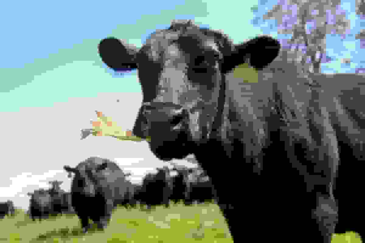 چرا خوردن همبرگر در هیوستون برای محیط زیست بدتر از شیکاگو است