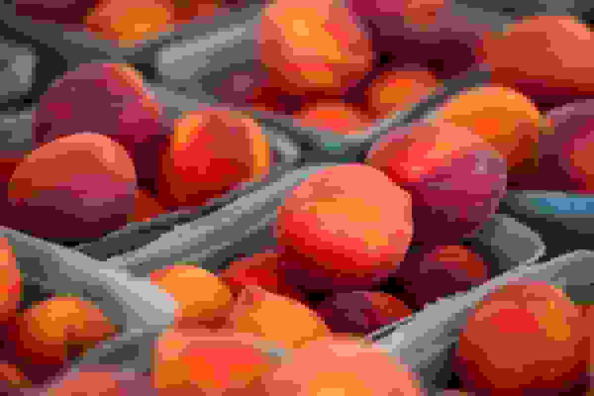 آفریقای جنوبی پروتکل تجاری برای صادرات میوههای هستهدار به چین امضا کرد