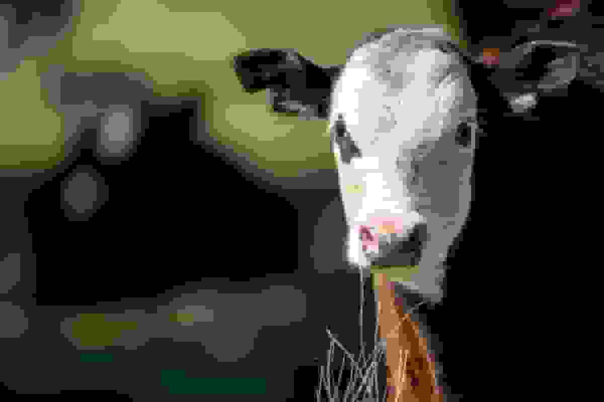 واردات گوشت گاو آرژانتین به آمریکا: خیانت به دامداران آمریکایی