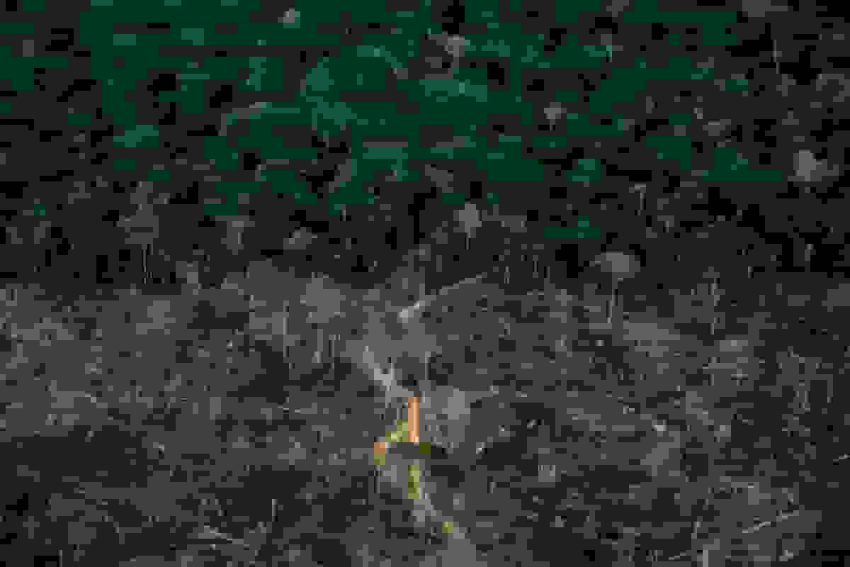 کشورهای اتحادیه اروپا موافقت کردند که درخواست تأخیر یکساله در اجرای قانون جنگلزدایی را ارائه کنند