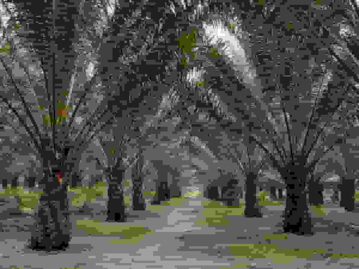 خانواده سمپرنا واحد تولید روغن نخل را به شرکت پوسکو اینترنشنال فروخت