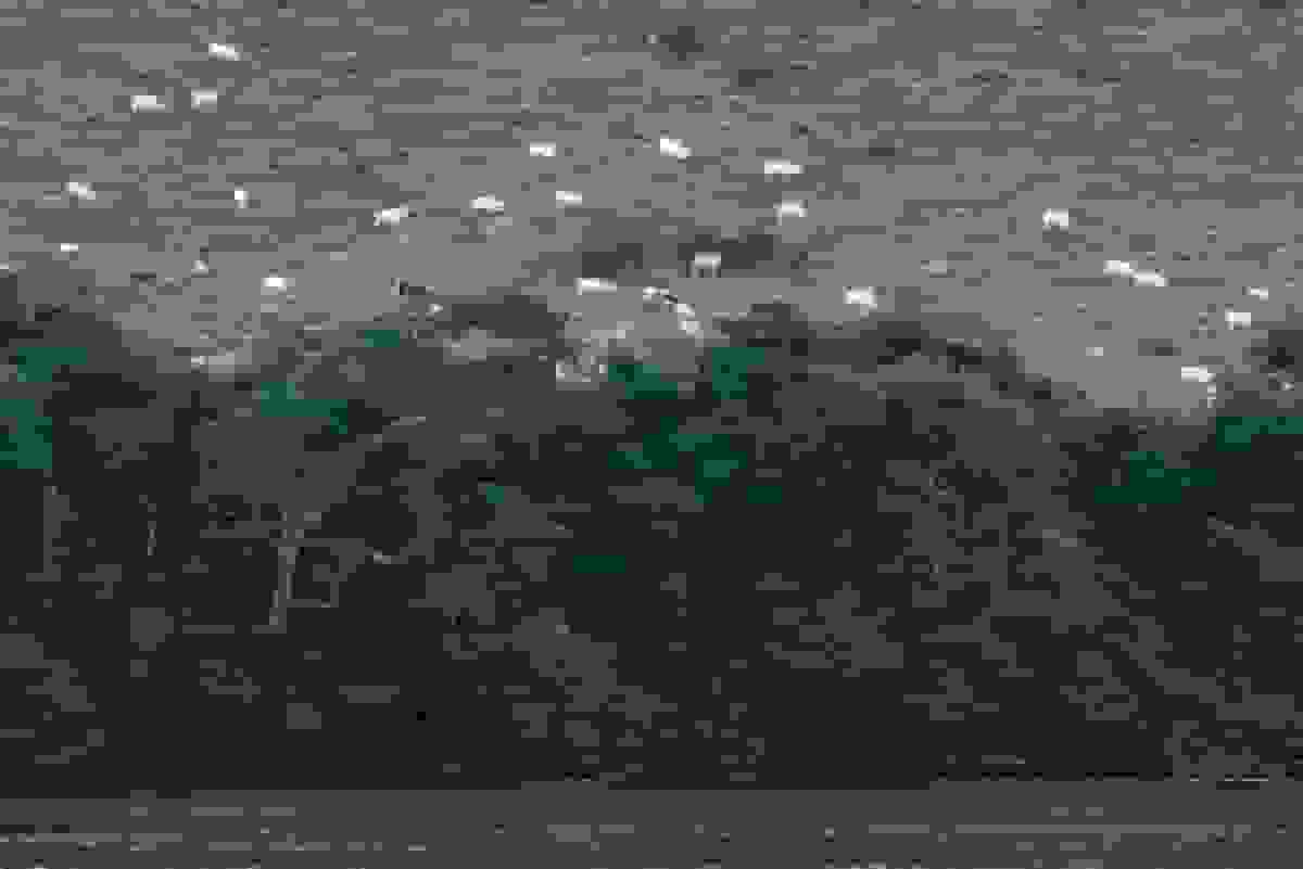 چگونه ترکیب بذر میتواند به نجات جنگلهای بومی کمک کند