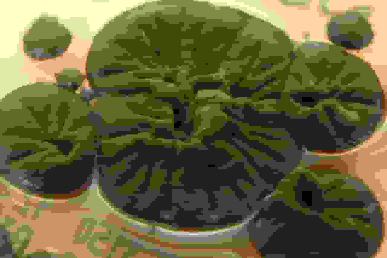 راز سرسختترین بازمانده چرنوبیل: قارچی که از تشعشعات تغذیه میکند