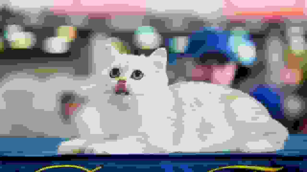 درک گربهها از میومیو کردن انسان: آیا حرف ما را میفهمند؟