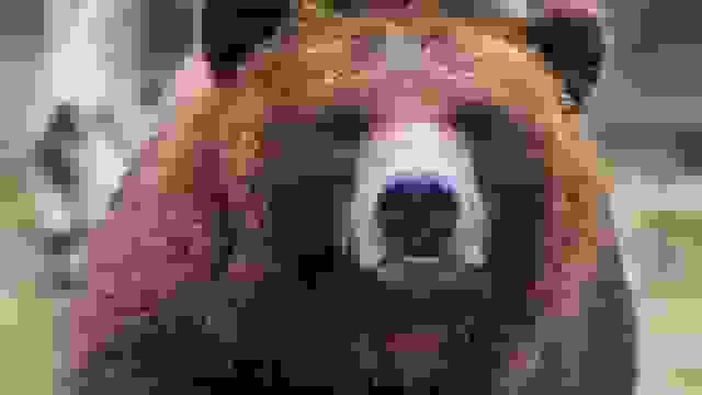 ورود خرس به منزل مسکونی در خطیرکوه سمنان