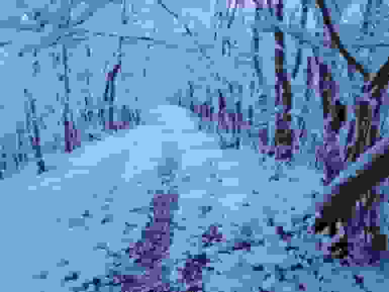 روز برفی جنگل فندوقلو در نمین اردبیل