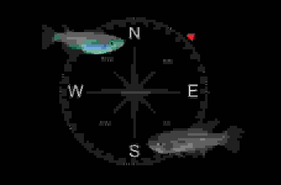 کشف فسیلهای مغناطیسی موجود ناشناخته با GPS داخلی