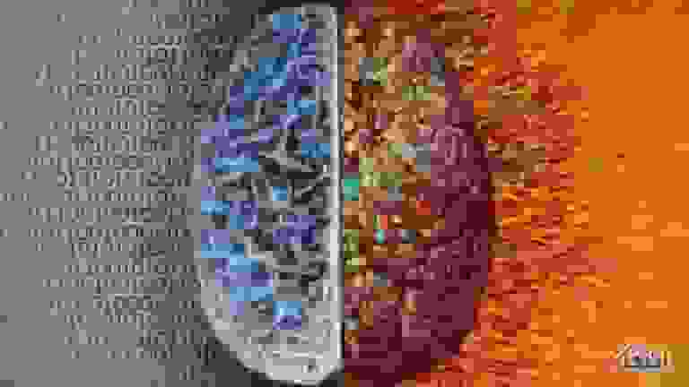 چندزبانه بودن ممکن است روند پیری مغز را کند کند