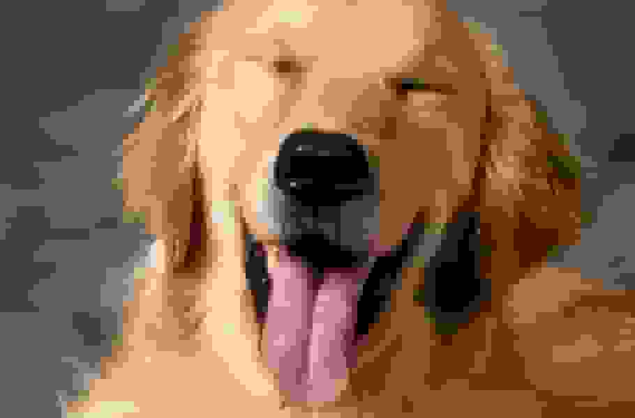 شباهت ژنتیکی غیرمنتظره بین انسانها و سگهای گلدن رتریور