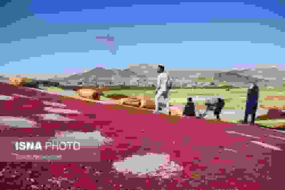 بزرگترین باغ زرشک جهان در روستای افین خراسان جنوبی