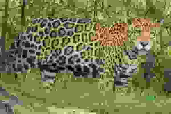 جستوجو برای زندهگیری پلنگ مهاجم در کجور ادامه دارد