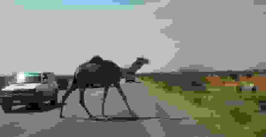 برخورد مرگبار موتورسیکلت با شتر در جاده جاسک-میناب