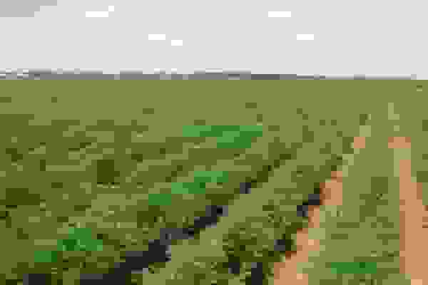 تورم تولیدکننده بخش زراعت و دامداری اعلام شد