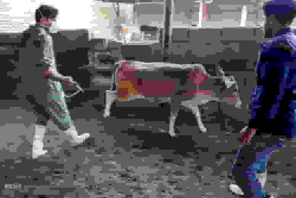 کنترل تب برفکی در اصفهان با شناسایی ۱۸ کانون آلوده