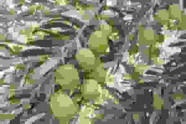 برداشت ۲۵ هزار تنی زیتون در شهرستان طارم