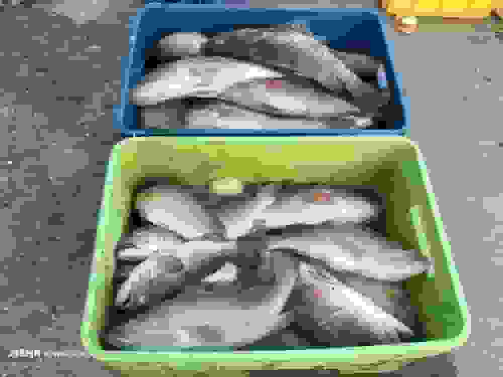 توقیف ۱۲۰۰ کیلوگرم ماهی قاچاق در آستارا توسط سرهنگ احدی