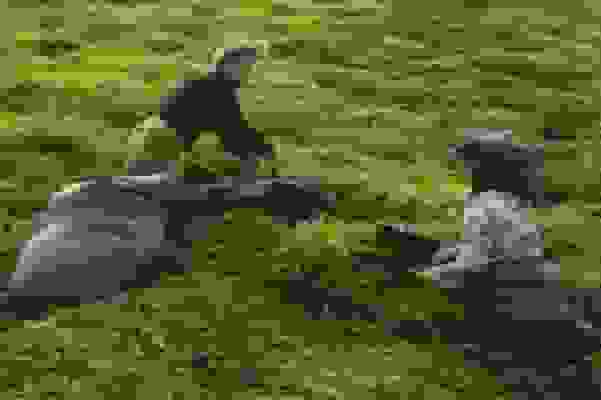 پایان خرید تضمینی برگ سبز چای در شمال کشور